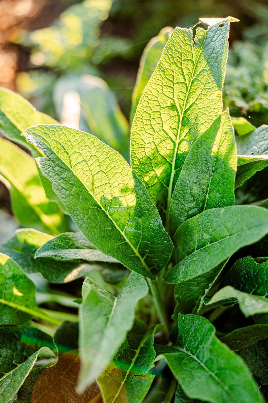Comfrey – An Amazing Healing Herb