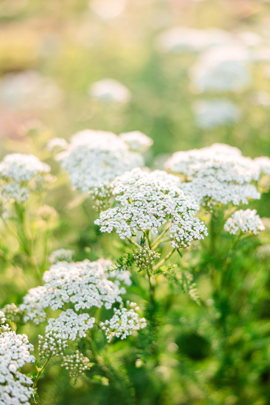 Yarrow – What It’s Good For And How To Use It