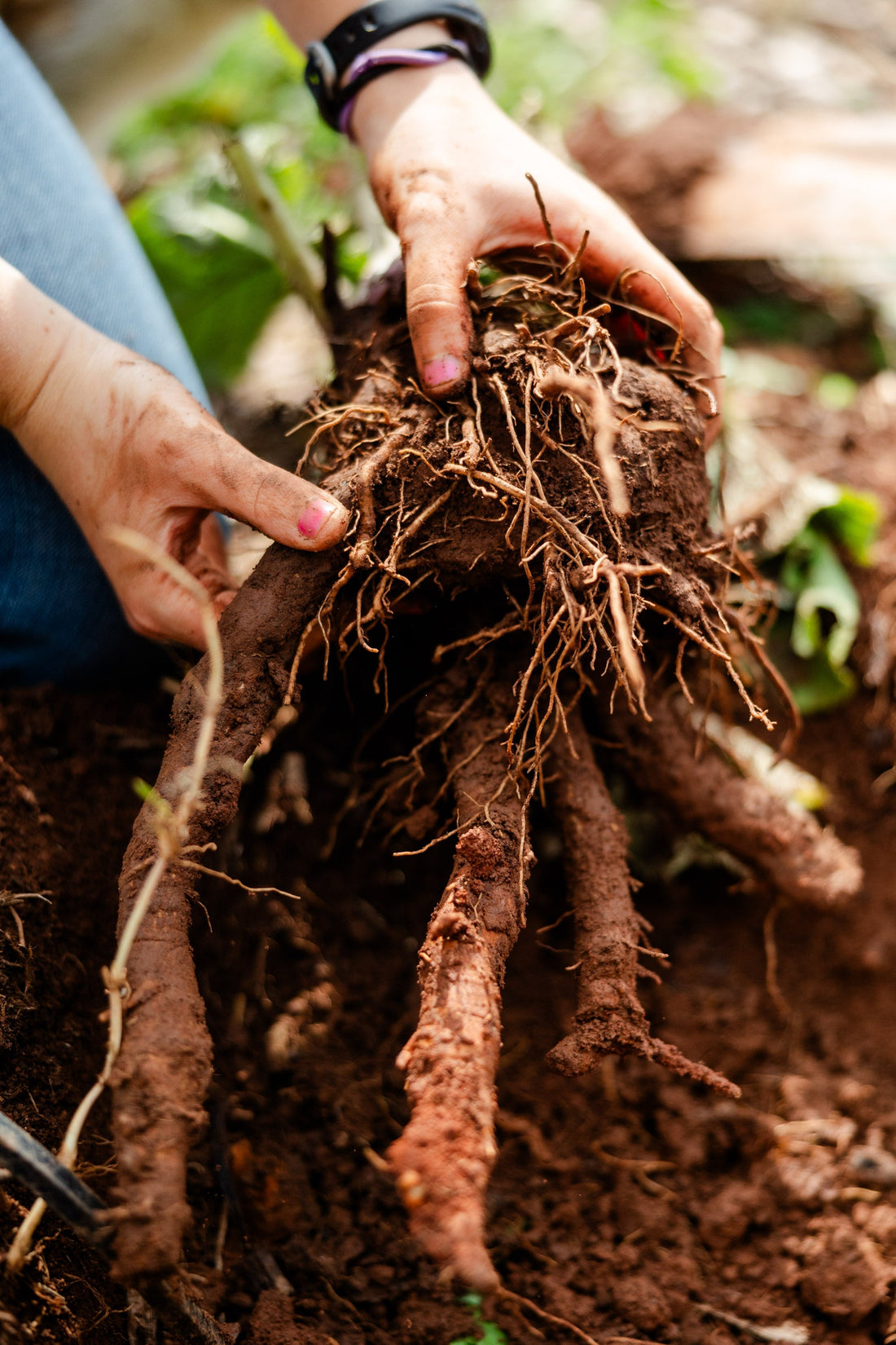 How To Harvest and Use Burdock Root