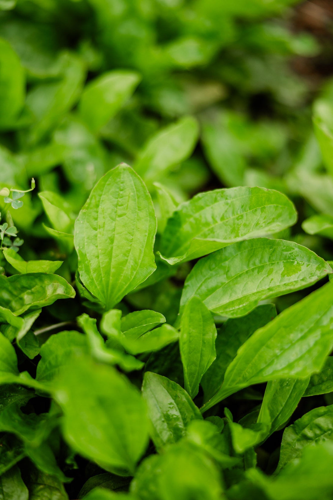 Plantain – A First Aid Ally