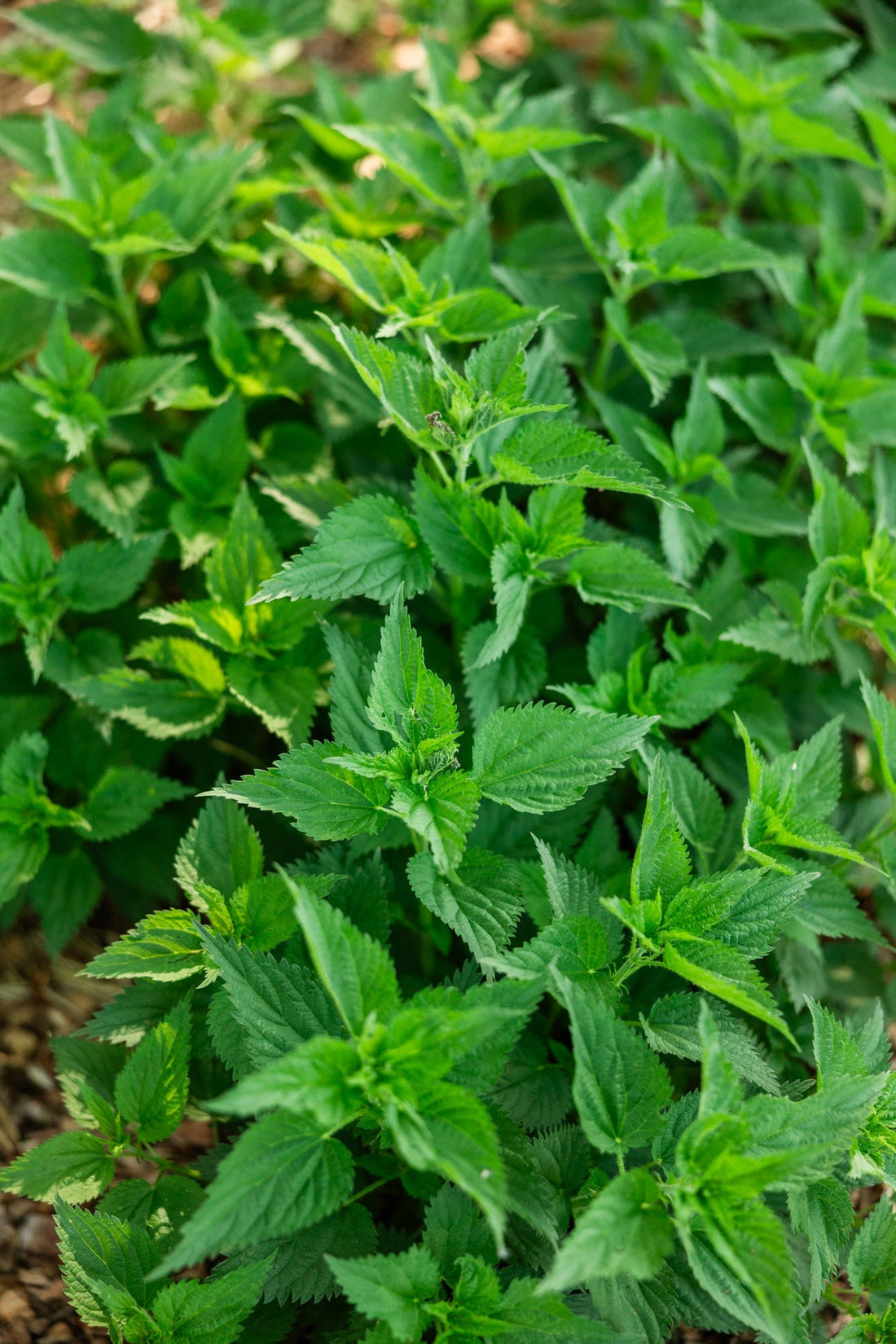 Stinging Nettle Uses and Benefits | Mineral Rich Tea Recipe