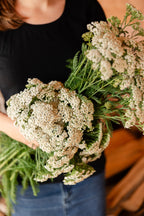 Yarrow Tincture
