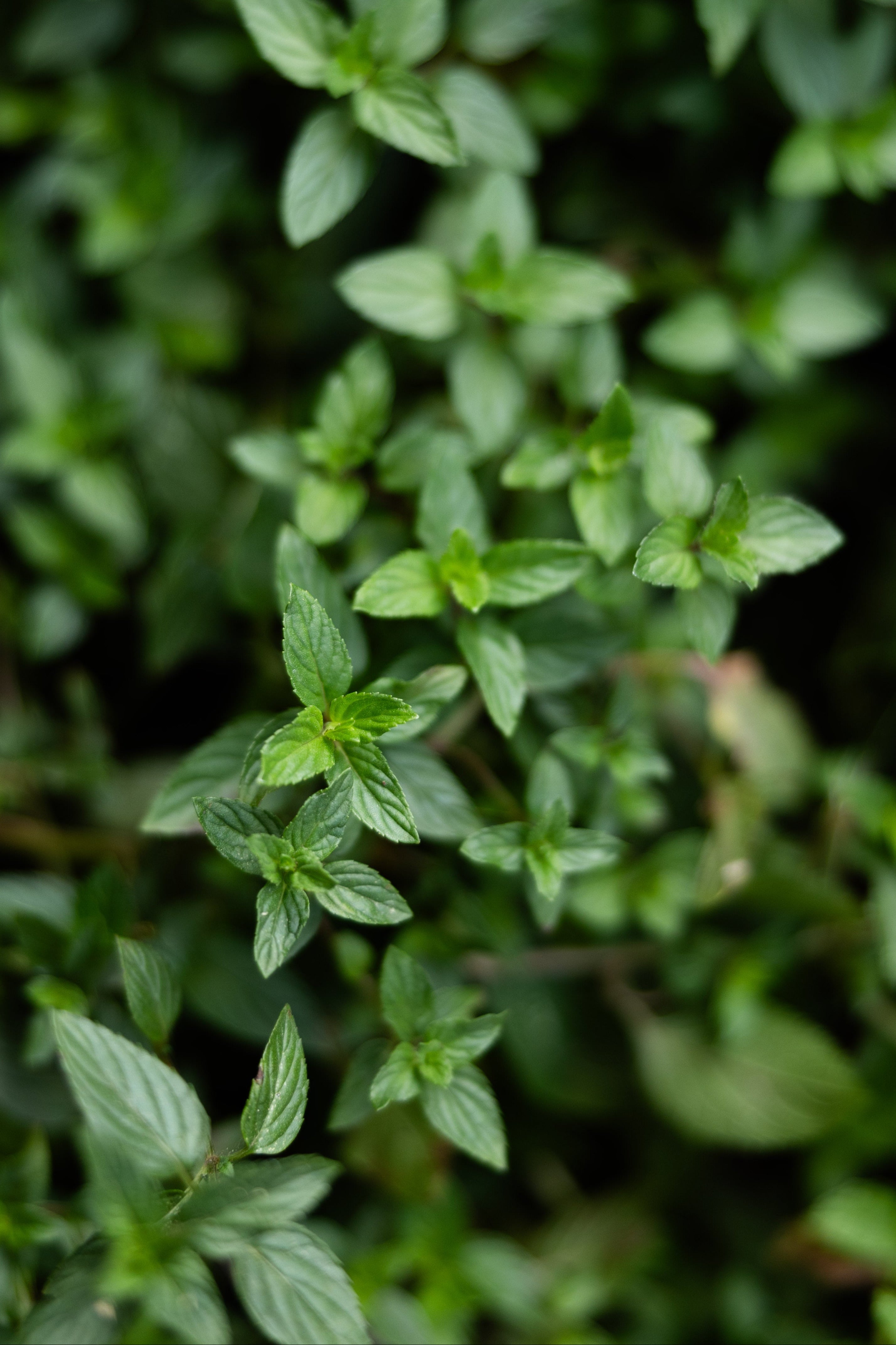 Close-up of peppermint leaves with a blurred background
