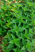 Stinging Nettle Tincture